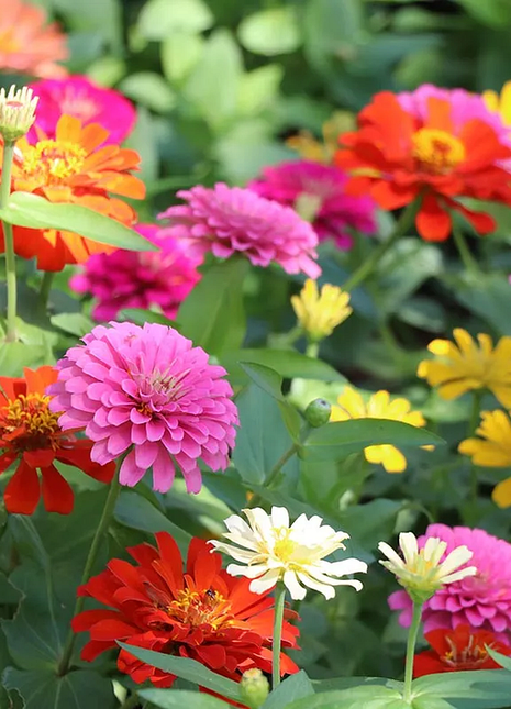 Mixed Zinnia Seeds
