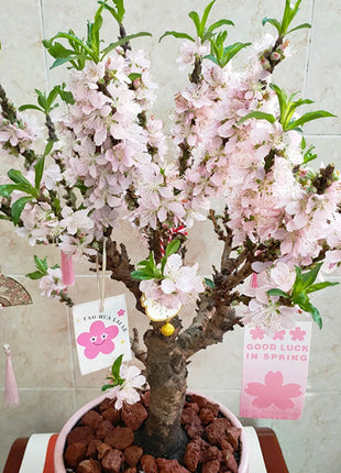 Peach Blossom Bonsai Houseplant Seeds
