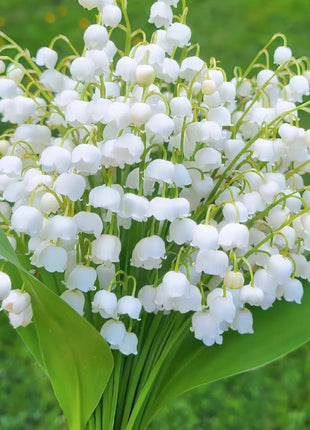 White lily of the valley-Waiting for happiness