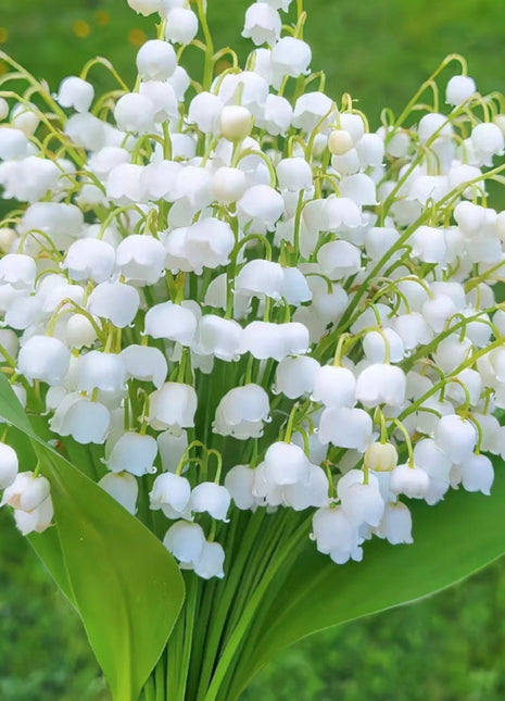 White lily of the valley-Waiting for happiness