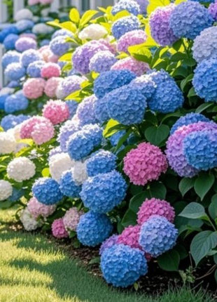 Hydrangea Seeds Mixed Colors – 200 Count – Grow Stunning Pastel & Bright Blooms