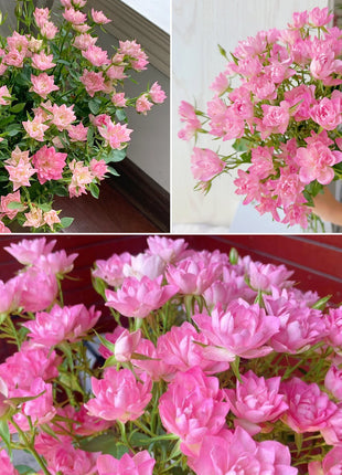 Miniature Rosa Chinensis-Sky Lotus Stars🌺