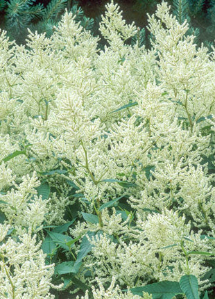 White Fleeceflower