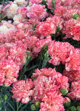 🌹Double Carnation Seeds—Mother's Day Flowers