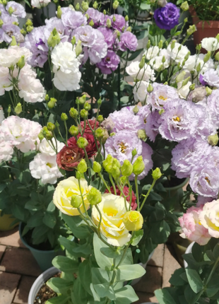 🌺Lisianthus - Sincere Love