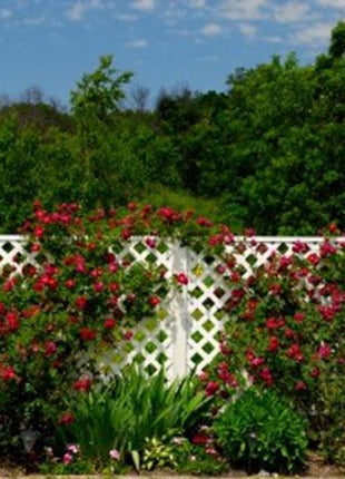Alitissimo Climbing Rose Seeds
