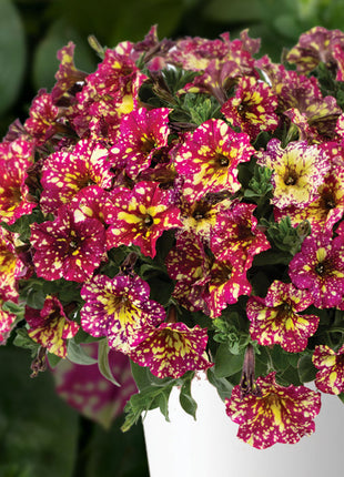 Petunia, Splash Dance Calypso Cherry