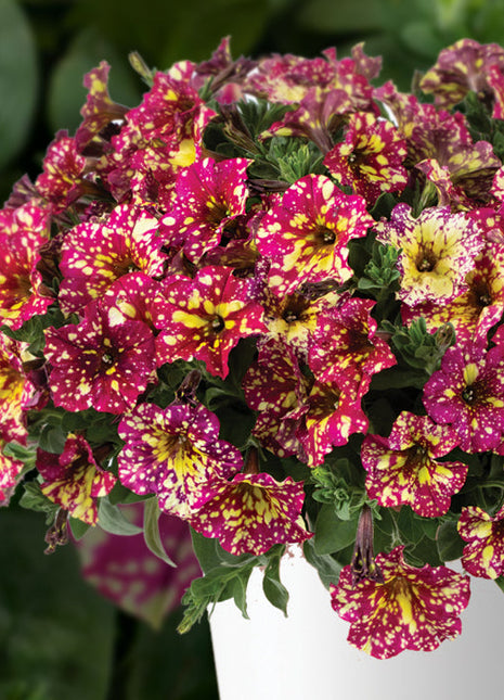 Petunia, Splash Dance Calypso Cherry