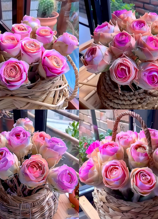 Mountain Rose Succulent Plant