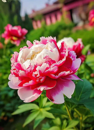 Black Beauty Peony Flower Seeds