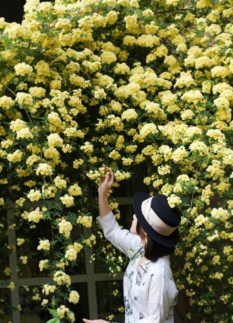 Yellow Banks Rose Seeds-Symbolizes Elegance and Happiness