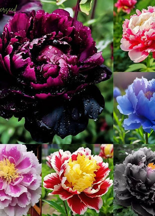 Black Beauty Peony Flower Seeds