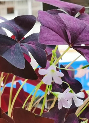 💜Purple Luck Oxalis Bulbs