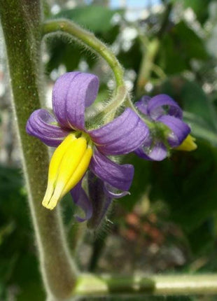 Nipple Fruit Seeds ~ Cow's Udder ~ Titty Fruit ~ Apple of Sodom (Solanum mammosum) ~ Nipplefruit Bizarre Fruit in the Solanum Family