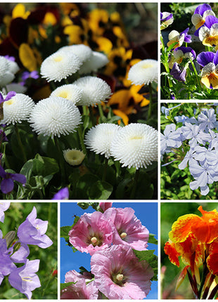 First Year Flowering Perennial Wildflower Seed Mix