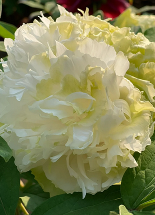 Multicolor Peony Seeds