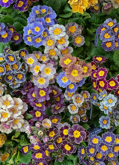 Mixed Color Primrose Seeds