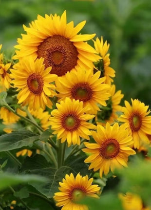 Multi-headed sunflower seeds