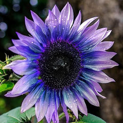 Collection image for: Sunflower