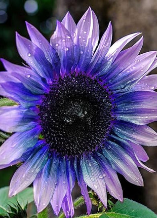 Sunflower Seeds for Planting Rare Multi Color Garden Seeds Sunflowers