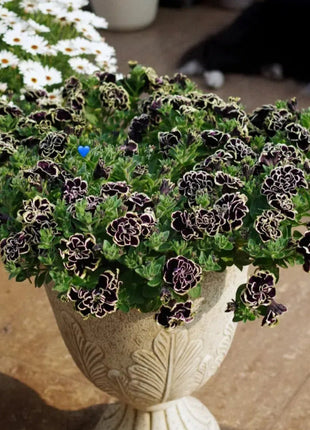 Double Petunia Seeds