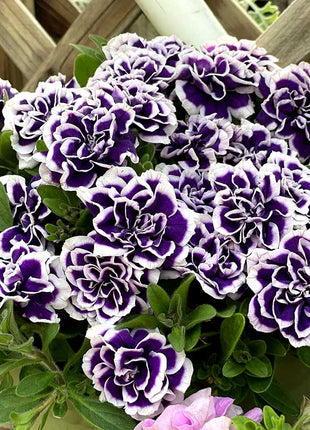 Black Pearl Double Petunia Seeds