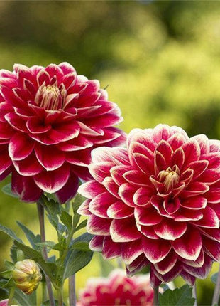 100Pcs Dahlia Bulb Flower Seeds Bonsai Flower