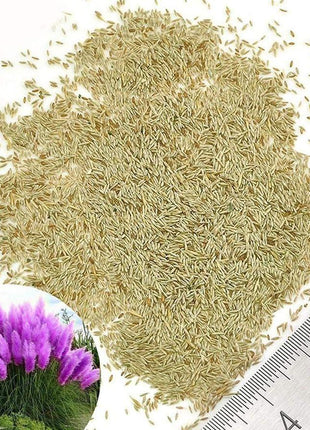 Pampas Grass Magic Garden Seeds