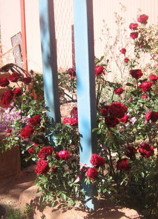 Explosion Climbing Rose Garden Seeds