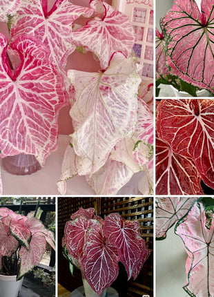 Peppermint Coleus Peperomia Obtusifolia Variegata Seeds