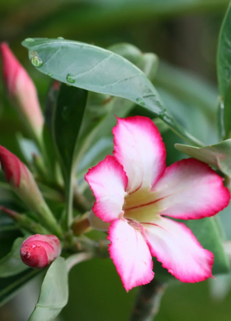 Pink Lady🌺Desert Rose Seeds