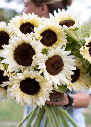 50 Seeds White sunflower with black core