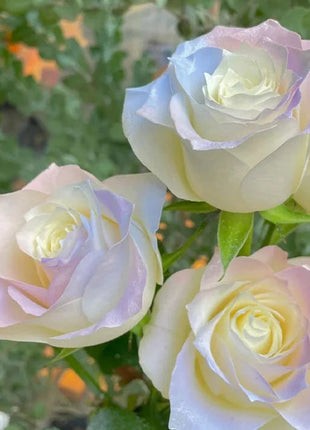 Rare Seeds - Datura Langaros Roses of the Western Regions