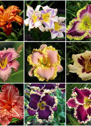 Daylily Hybrid Flowers Seeds, Hemerocallis Hybrid, 20pcs/pack
