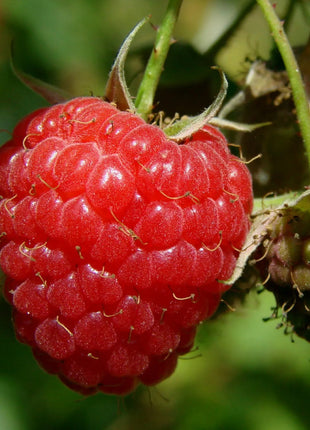 Giant Raspberry Seeds -92% Germination🌱