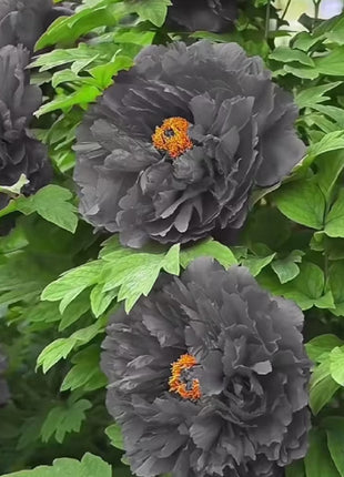 Rare Black Peony Seeds
