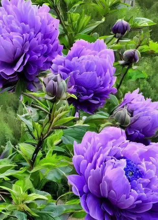 Chinese Peony Seeds for Home Garden