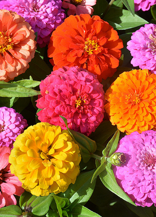 🌺Double Zinnia Mixed Color Seeds