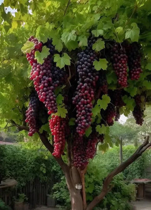 Giant Organic Crop Seeds