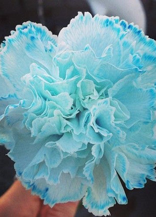 Mixed Color Carnations