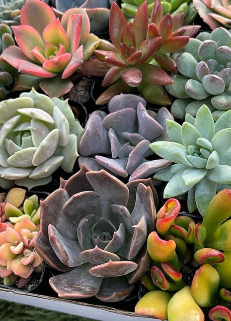 300pcs Mixed Succulent Seeds – Easy to Grow, Beautiful, Vibrant, and Unique Plants for Your Garden