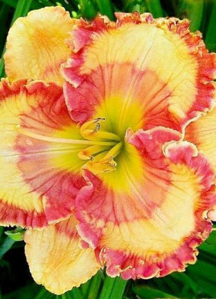 Daylily Hybrid Flowers Seeds, Hemerocallis Hybrid, 20pcs/pack