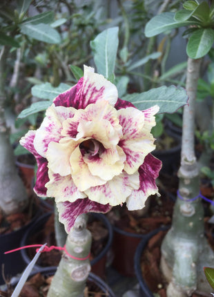 Golden Year Desert Rose