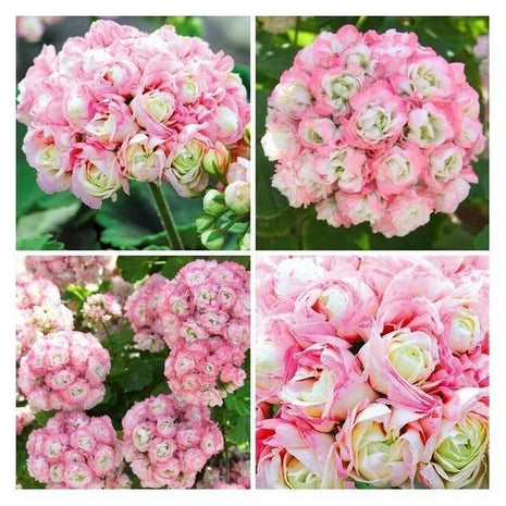 Apple Blossom Geranium Seeds