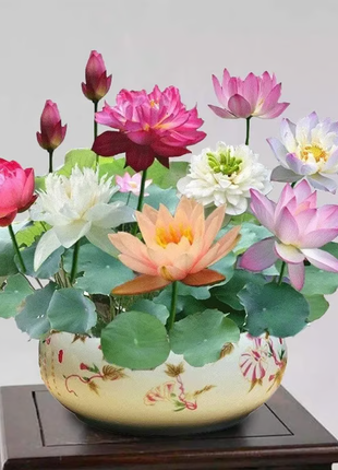 🔥【7 days germination】💐The Sacred Bonsai Bowl Lotus Flower