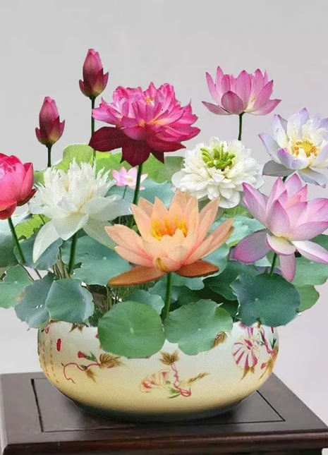 🔥【7 days germination】💐The Sacred Bonsai Bowl Lotus Flower