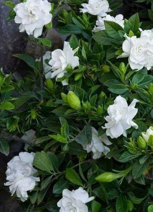 Double Jasmine Seeds