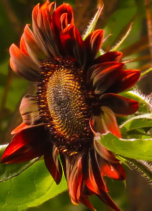 Sunflower, Chianti Hybrid