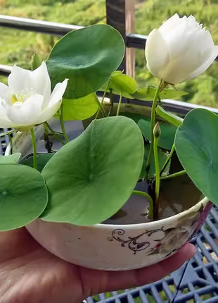 🔥【7 days germination】💐The Sacred Bonsai Bowl Lotus Flower