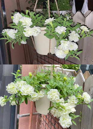 Summer Double Petunia Elizabeth